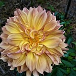 dahlia, flower, yellow