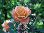 rose, orange, flower