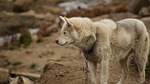 dog, sled dog, greenland