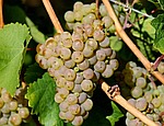 grape, vine, wine