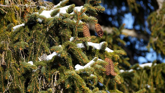 Free Tree Nature photo and picture