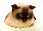 british shorthair, cat, pet