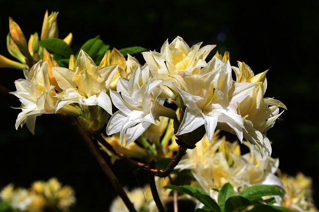 Free Flower Flora photo and picture