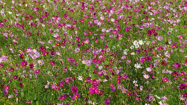 Free Flower Plant photo and picture