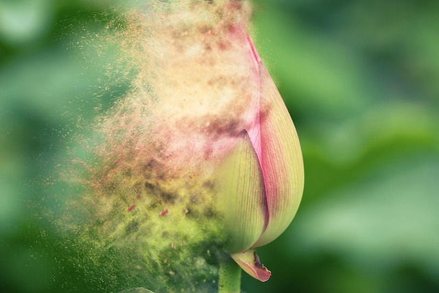 Natur, Flora, Blume, Blumen Hintergrund