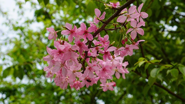 Free Flower Flower Wallpaper photo and picture