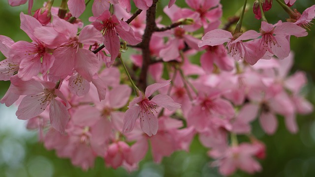 Free Flower Flower Background photo and picture