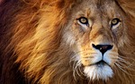 lion, predator, dangerous