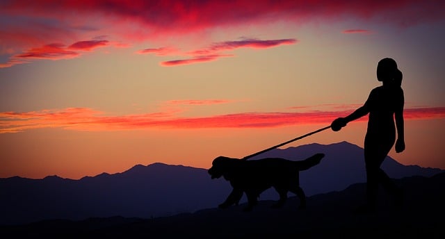 Free woman dog sunset illustration