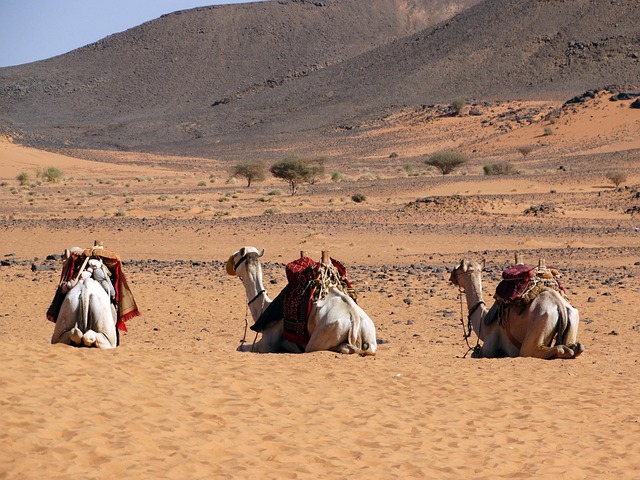 Wüste, Beduinen, Abenteuer, Dromedar