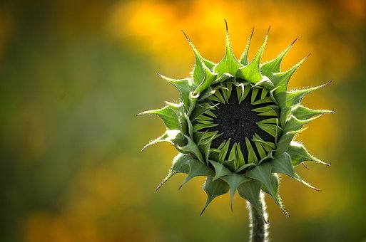 Naturaleza, Planta, Flor, Crecimiento