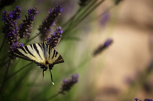 Flor, Fondo De La Flor, Insecto