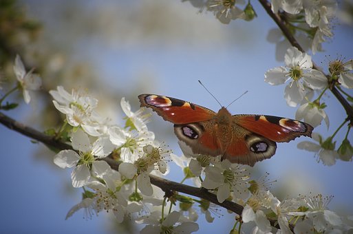 Flor, Mariposa, Insecto, Naturaleza