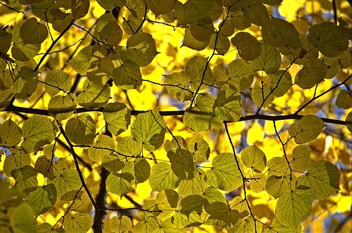 Hoja, Otoño, Naturaleza, Planta