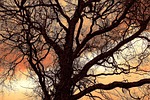 tree, branch, bare