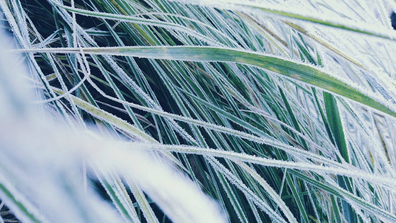Grass Icing Detail Free photo on Pixabay Pixabay