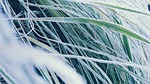 grass, icing, detail