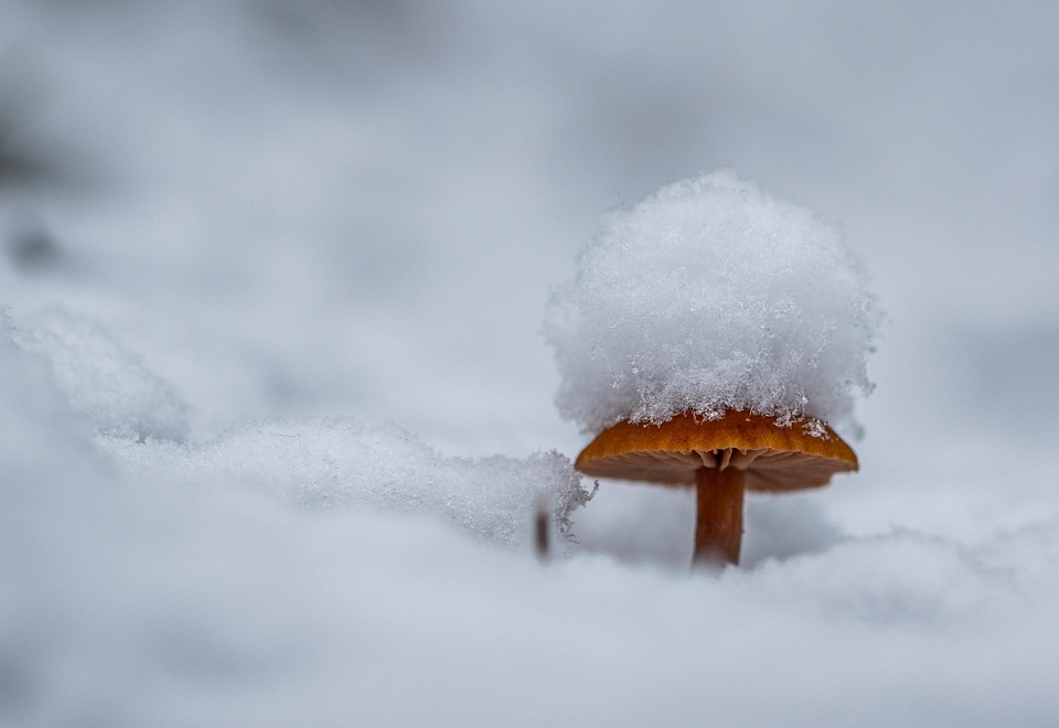 Snow Cap · Free photo on Pixabay