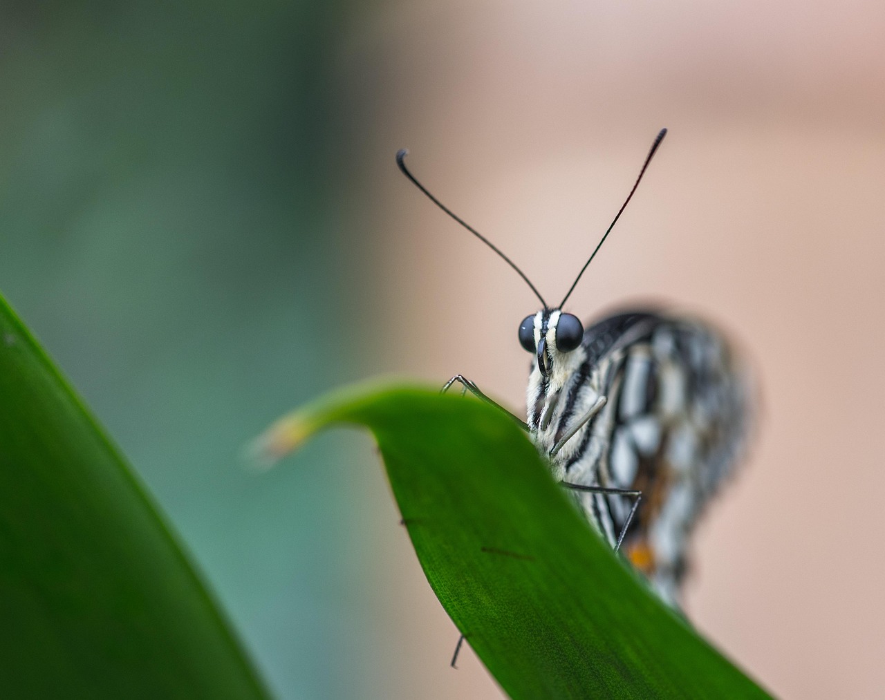 Download free HD stock image of Butterfly Leaflet Free Butterfly Leaflet photo and picture