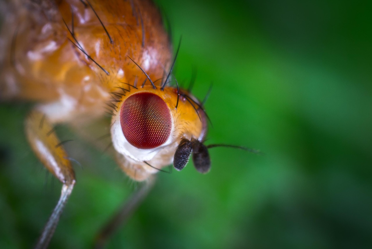 Insectto Insecto Macro Retrato - Foto gratis en Pixabay - Pixabay