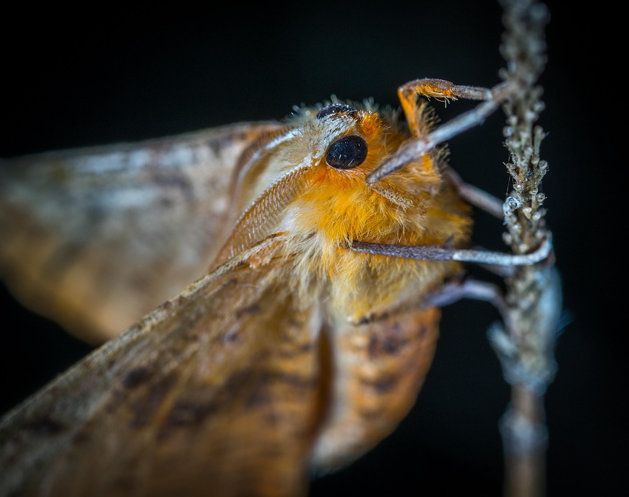 Insecto La Polilla Lepidópteros - Foto gratis en Pixabay - Pixabay