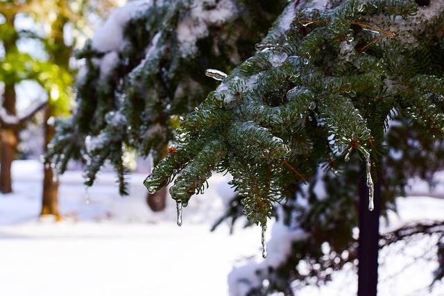Free Winter Tree photo and picture