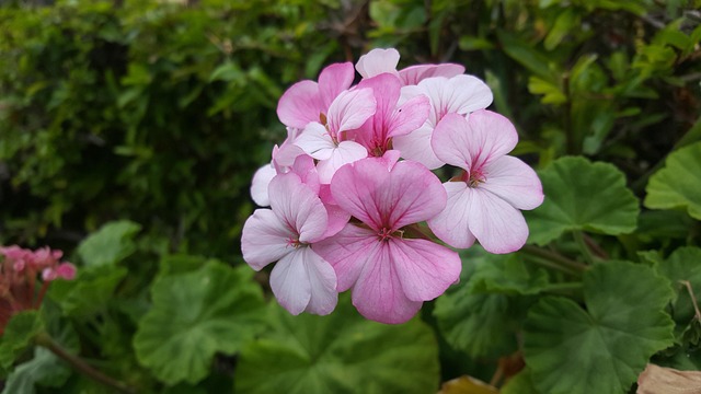 Free Nature Flower photo and picture