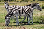zebra, wildlife, animal