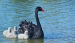water, swan, bird