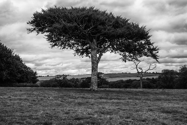 Baum, Landschaft, Draußen, Natur
