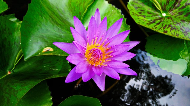 Lotus, Natur, Grøn, Blomst