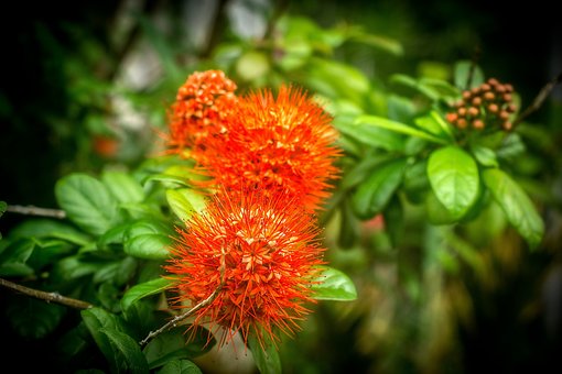 Bloem, Kerst Bush, Natuur, Blad, Flora