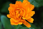 nature, flower, plant