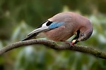 animal, bird, jay