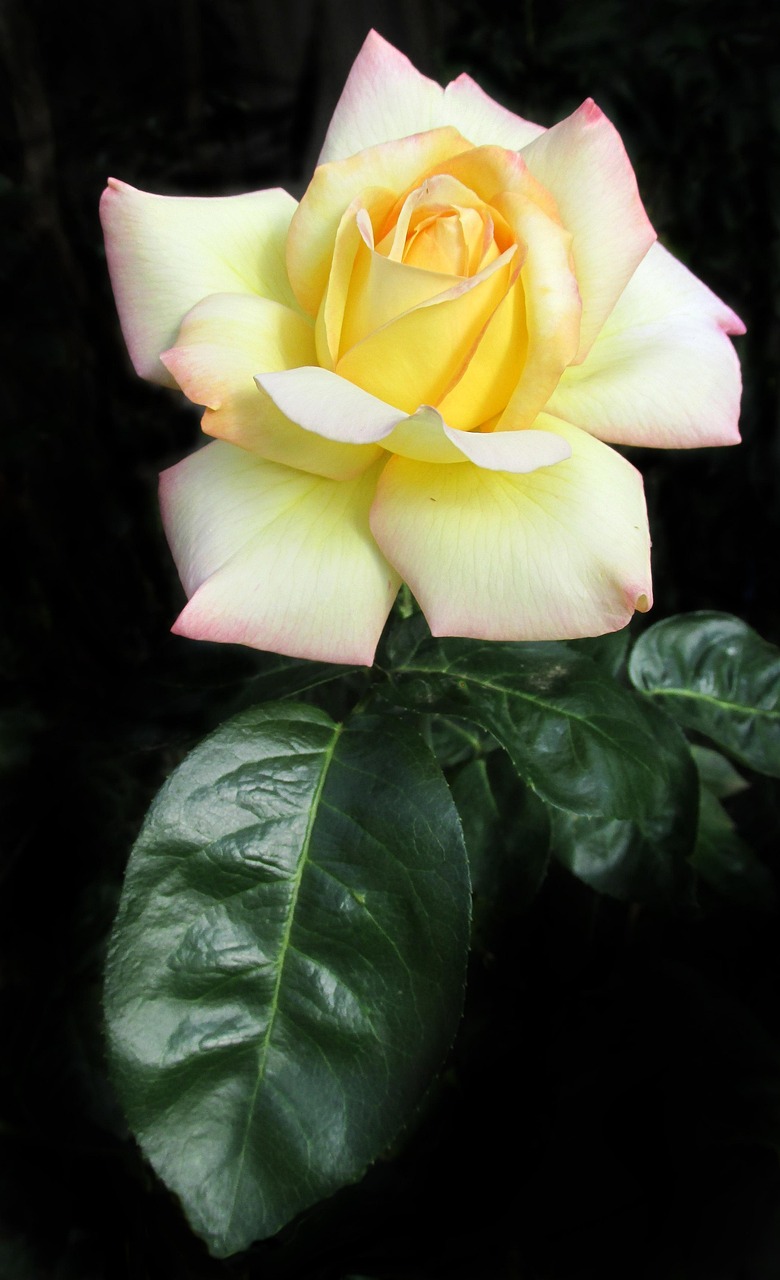 Rose Yellow Summer - Free photo on Pixabay - Pixabay