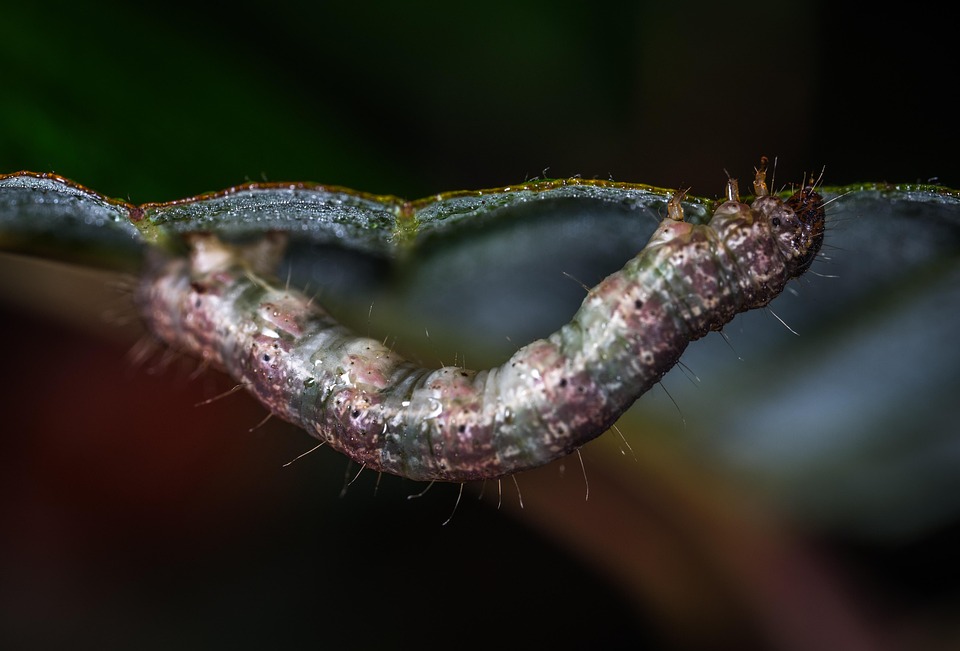 Insect Invertebrate Nature - Free photo on Pixabay - Pixabay