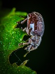 bespozvonochnoe, insect, nature