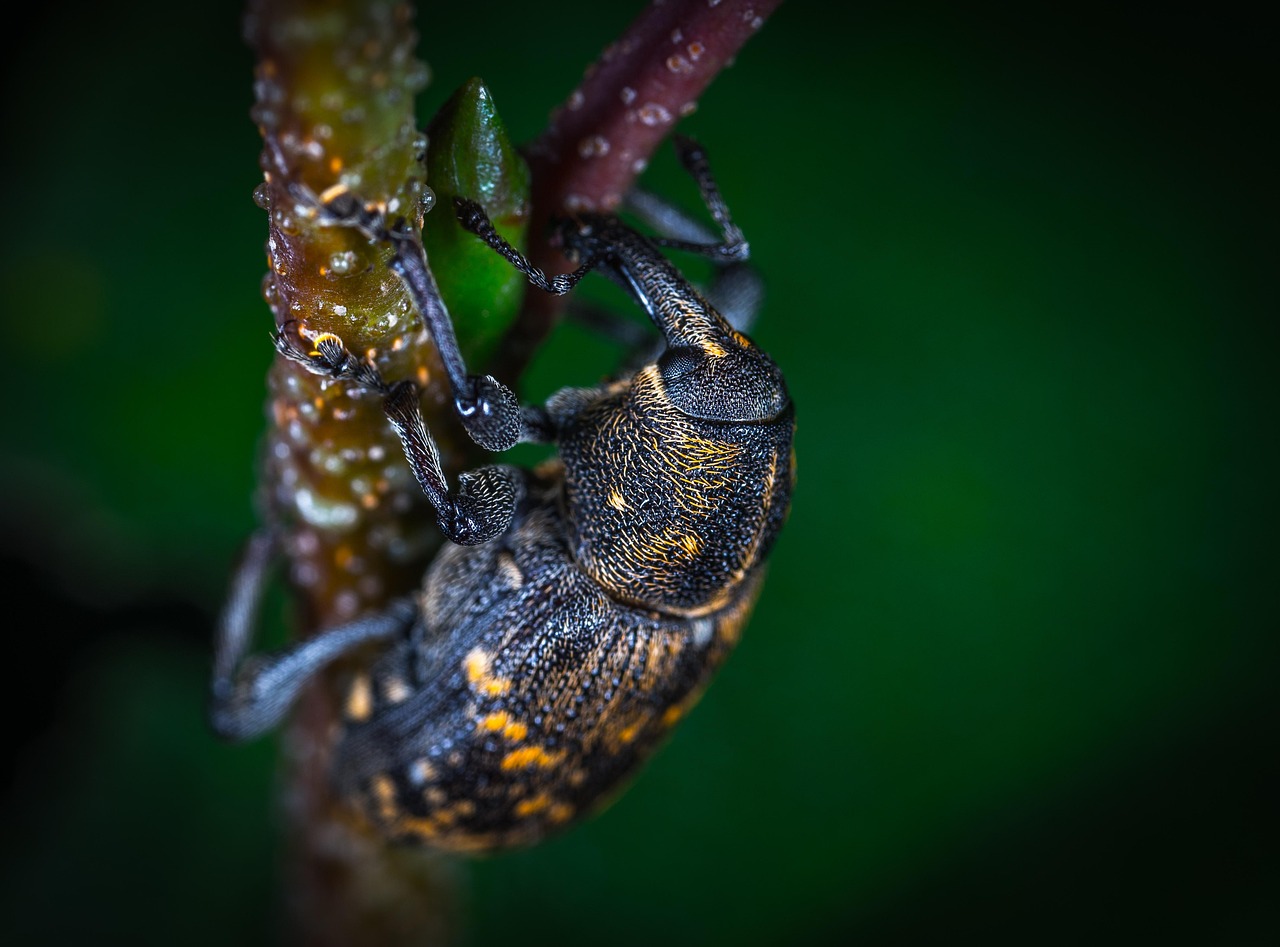 Insect Invertebrate Nature - Free photo on Pixabay - Pixabay