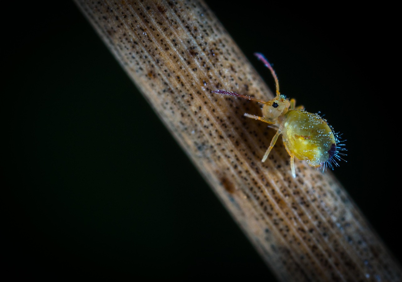 Insect Invertebrate Animals - Free photo on Pixabay - Pixabay