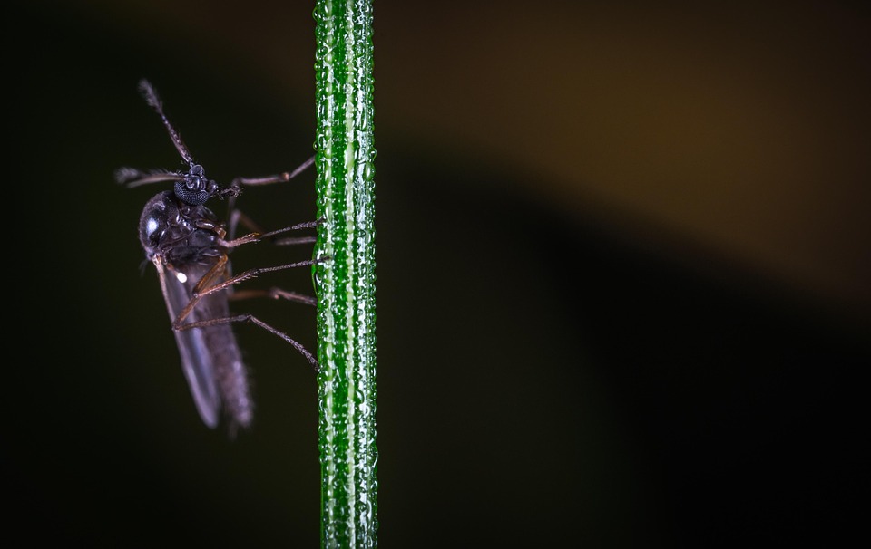 Pooran Insect Image Insect Nature No One - Free photo on Pixabay - Pixabay