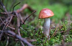 mushroom, orange-cap boletus, forest