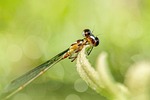 insect, nature, dragonfly