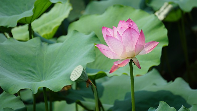 Free Lotus Plant photo and picture