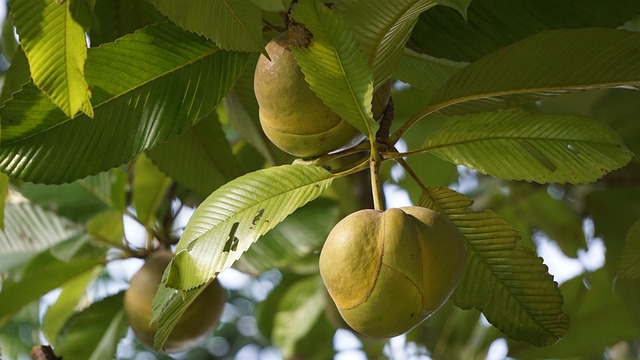 Free Nature Leaf photo and picture