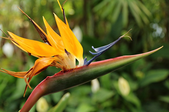 Free Nature Plant photo and picture