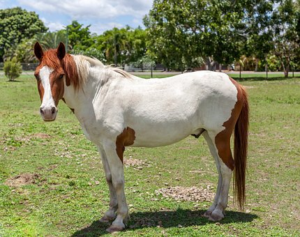 Paard, Paint Horse, Zoogdier