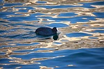 coot, animal, water bird