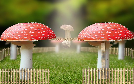 Free Yard Fantasy photo and picture