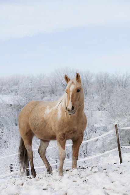 Cavalo, Natureza, Garanhão, Juba, Animal