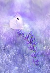 nature, flower, summer